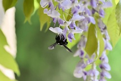 Carpenter Bee On Purple Rich Spring Wisteria Flower. A Rare Solitary Black Bee Collects Pollen. Wisterie Bloom.