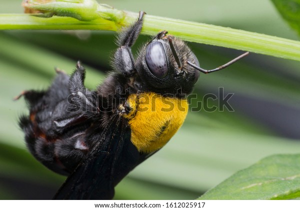 carpenter bee sleeping at\
leaf