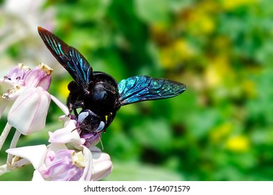 The carpenter bee sucking honey from crown flowers.