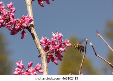 Carpenter bee (Xylocopa) hovering before a western redbud (Cercis occidentalis) flowering tree