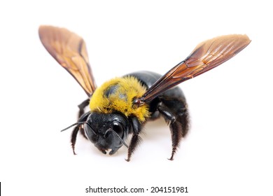carpenter bee Xylocopa pubescens on a white background