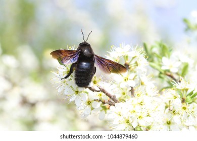 Carpenter bee Xylocopa violacea, pollinate bloomed flowers