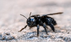 Carpenter Bee. Xylocopina. Large Carpenter Bee. Black Anthophila. Bumble Bee.