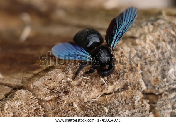 Carpenter bee. Xylocopina. Large carpenter bee. Black\
Anthophila. Bumble bee.\
