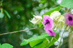 Carpenter Bees Feed On Pollen And Nectar. Carpenter Bees On Purple Flower