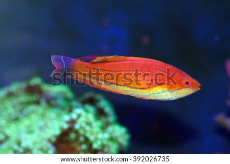 carpenters flasher wrasse paracheilinus