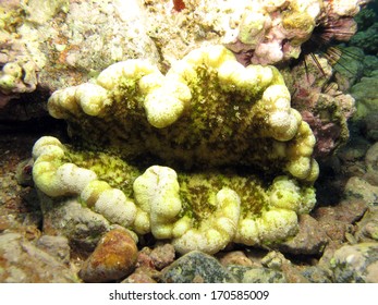 Carpet Anemone