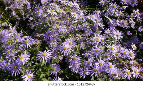 Carpet Of Aster Frikartii Monch Flowers