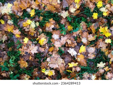 Carpet of Autumn Fallen Leaves on the grass. Top view. Fall background in yellow, orange, brown, and green colors - Shutterstock ID 2364289413