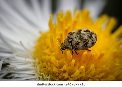 Carpet beetle on a flower macro image - Powered by Shutterstock