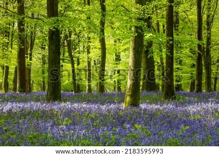 Carpet of bluebells in deciduous woodland of beech trees