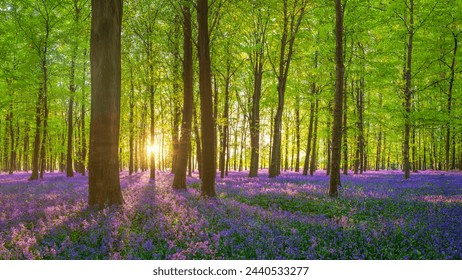 A carpet of Bluebells in the New Forest, Hampshire, England - Powered by Shutterstock