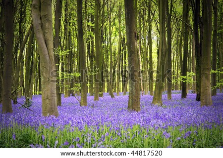 A carpet of bluebells in the woods, Hampshire, UK
