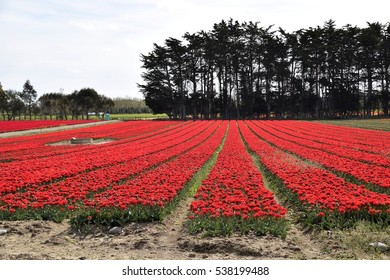 A carpet of continuous red tulip in Edendale, Southland.