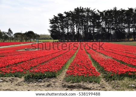 A carpet of continuous red tulip in Edendale, Southland.