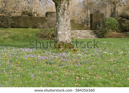 Carpet of Crocuses, Daffodils (Narcissus) and Snowdrops (Galanthus) in Winter around a Tree Trunk in Parkland near Tiverton, in Rural Devon, England, UK