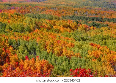 Carpet Of Fall Trees