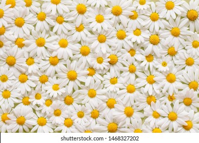 Carpet of flowers of beautiful white daisies (Marguerite) for backgrounds, Germany.