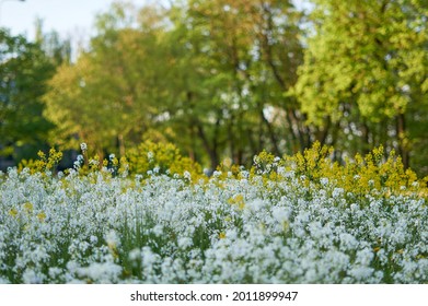 carpet of flowers in the forest, blooming forest. High quality photo