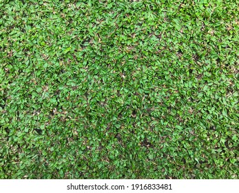 Carpet grass: 1st February 2021, green grass pattern in Bali