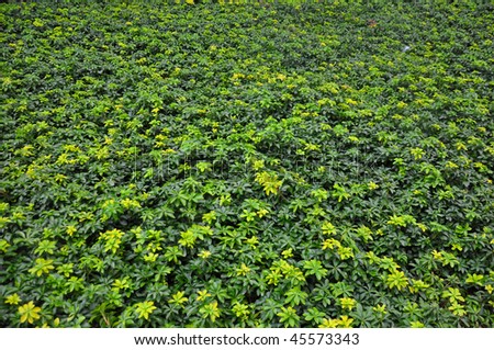 A Carpet of leaves and small plants