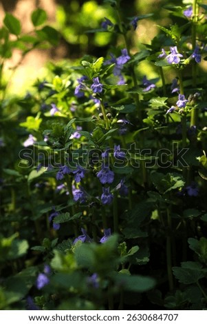 Carpet of Purple: Ground-Ivy Blossoms in Spring Light, Wildflowers Abound: Glechoma Hederacea Patch in Forest, Natural Ground Cover, Lush Greenery with Delicate Violet Accents
