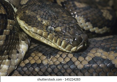 Carpet Python Close-up