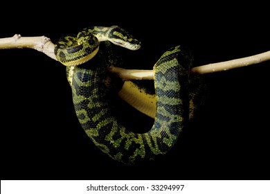 5,392 Green python snake tree Images, Stock Photos & Vectors | Shutterstock