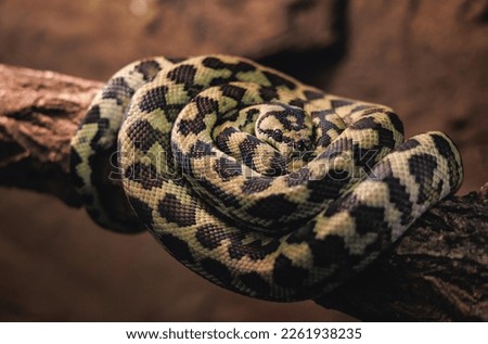 Carpet python - Morelia spilota in a terrarium