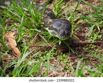 Carpet Python, Nightcap National Park, Australia