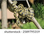 Carpet Python on Branch: Close view of a Carpet Python on a branch, showing the detail of its scales in natural light.