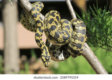 Carpet Python on Branch: Close view of a Carpet Python on a branch, showing the detail of its scales in natural light.