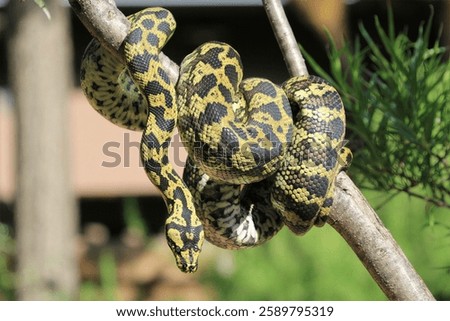 Carpet Python on Branch: Close view of a Carpet Python on a branch, showing the detail of its scales in natural light.