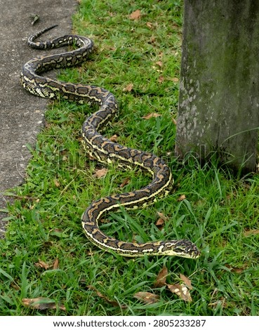 A carpet python slithers toward the camera over a lawn