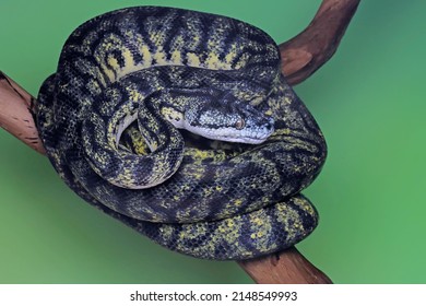 3,258 Python body Images, Stock Photos & Vectors | Shutterstock