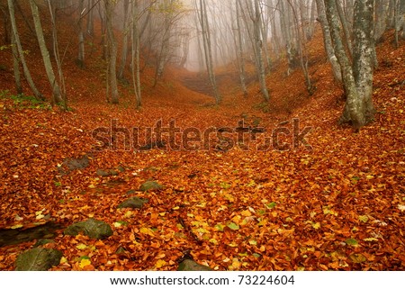 Similar – autumn forest Well-being