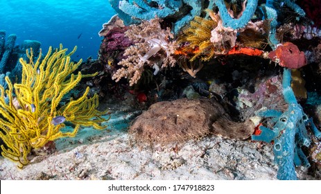 Carpet shark chills under a coral shelter