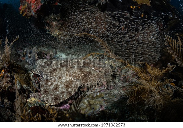 Carpet Shark\
Hunting, Raja Ampat,\
Indonesia