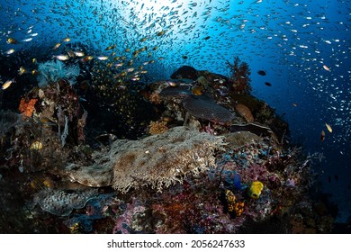 Carpet shark and schooling fishes, Raja Ampat, Indonesia