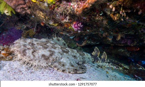 The carpet shark sleeps in his cave. Raja Ampat (Indonesia)