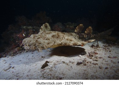  Carpet shark ,Wobbegong , Orectolobidae ,Raja ampat