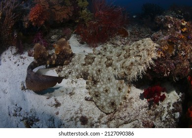  Carpet shark ,Wobbegong , Orectolobidae ,Raja ampat