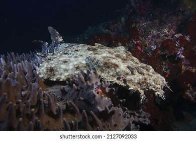  Carpet shark , Wobbegong ,Orectolobidae , Raja ampat ,