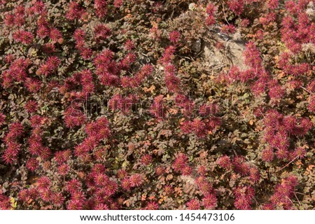 Carpet of Summer Flowering New Zealand Bur (Acaena microphylla) in a Rockery Garden in Rural Devon, England, UK