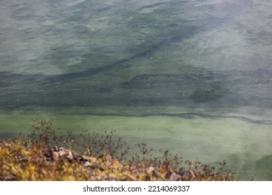 A Carpet Of Toxic Algae In An Inland Lake With Low Water