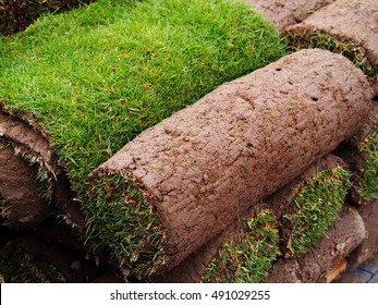 Carpet Of Turf - Roll Of Sod - Turf Grass Roll 