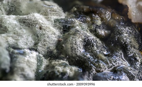 Carpet Of White And Black Mold Fungi Covering Spoiled Cream, Food Concept, Abstract Background Texture For Health Care And Hygiene, Copy Space, Macro Shot With Selected Focus And Narrow Depth Of Field