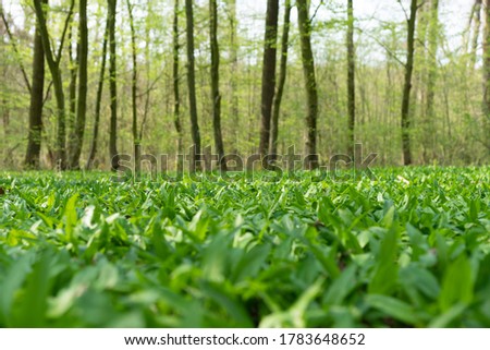 Similar – Image, Stock Photo celery Food Vegetable