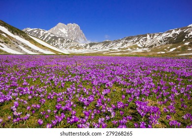 Carpet of wild mountain crocus flowers at Campo Imperatore, Abruzzo - Italy.