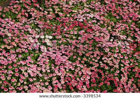 carpet,pink,english daisies,flowers,blooming,spring,buttons,nature,background,masses,